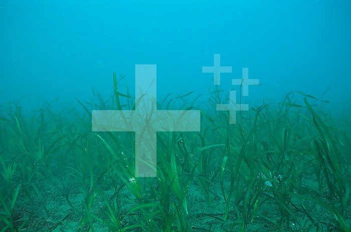 Eel Grass bed in the shallow sea ,Zostera marina, California, USA, Pacific Ocean.