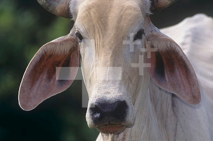 Brahman Cattle face details ,Bos indicus,, Costa Rica, Central America.