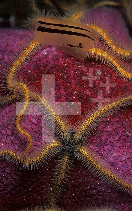 Spiny Brittle Stars (Ophiothrix spiculata) California, USA