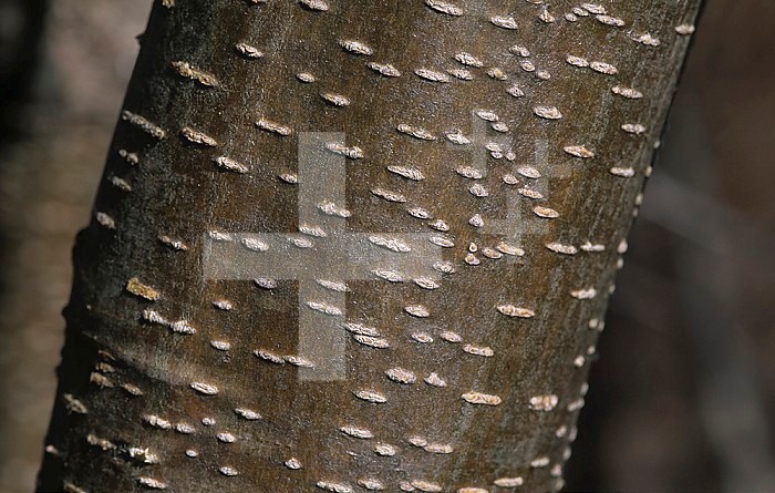 Lenticels on the bark of the Speckled Alder (Alnus rugosa), North America.