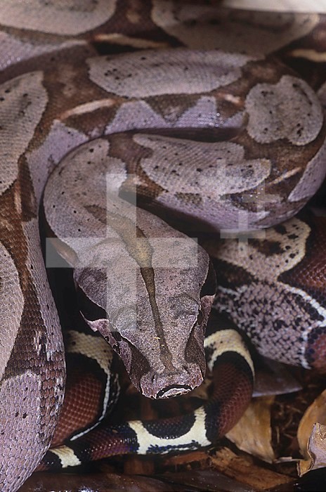 Red-tailed Boa Constrictor ,Constrictor constrictor,, South America.