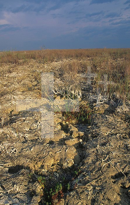 Periphyton mats comprised of many species of Cyanobacteria (Blue-green Algae), algae, other microorganisms, and detritus in the Sawgrass habitat of the Everglades during the dry season, Florida, USA.
