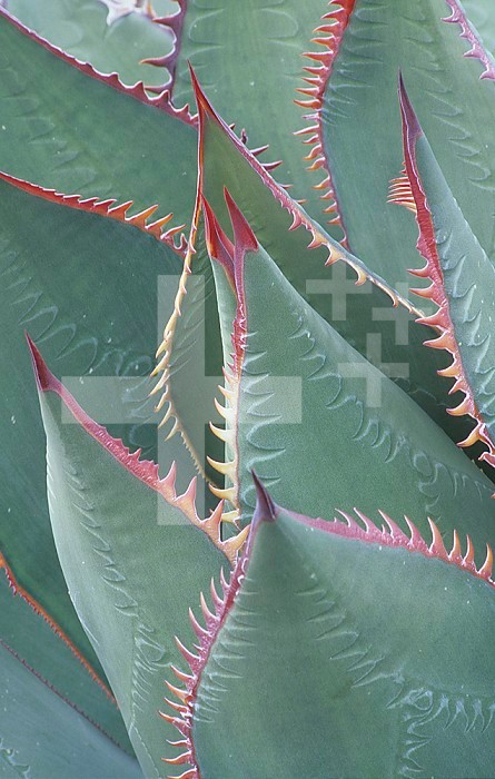 Succulent leaves and protective spines of Shaw's Century Plant ,Agave shawii,, California, USA.