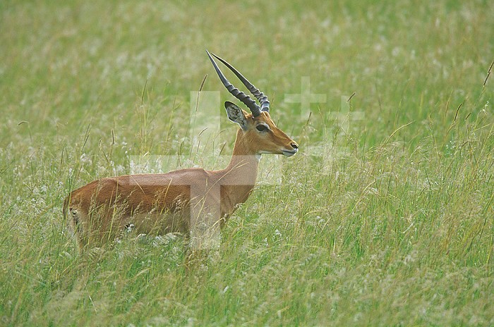 Impala buck in tall savanna grass ,Aepyceros melampus,, Kenya, Africa.