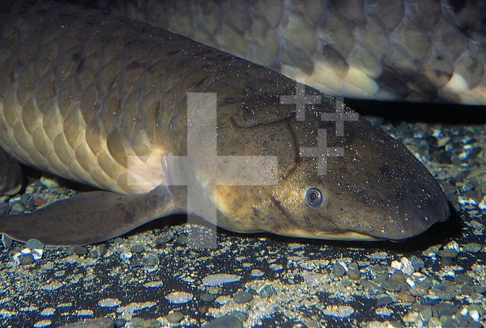 Australian Lungfish head (Neoceratodus forsteri), rivers, ponds, and swamps of Southeastern Australia.