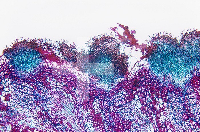 Cross-section of Claviceps purpurea Fungus sclerotium. LM X35.