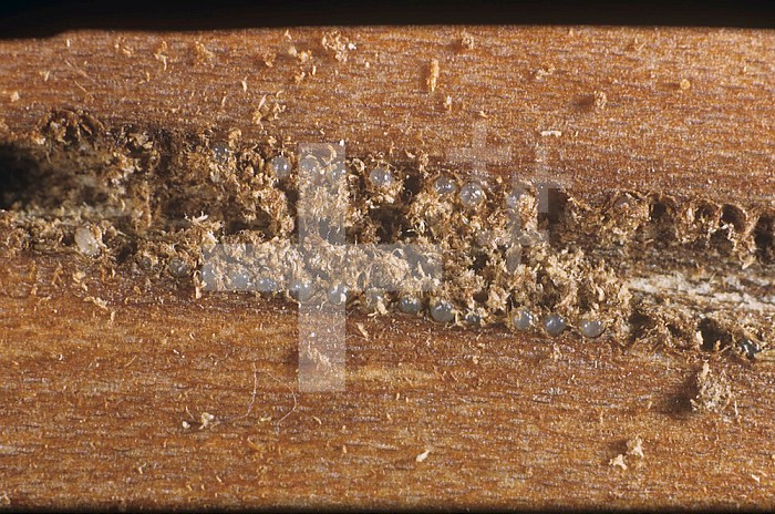 Elm Bark Beetle eggs ,Scolytus multistriatus,, the vector for the fungus that causes Dutch Elm Disease ,Ophiostoma ulmi,.