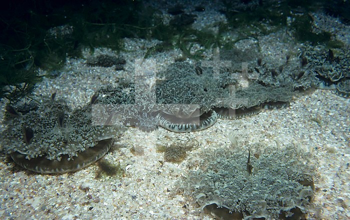 A group of Upside-down Jellyfish (Cassiopeia xamachana), Caribbean.