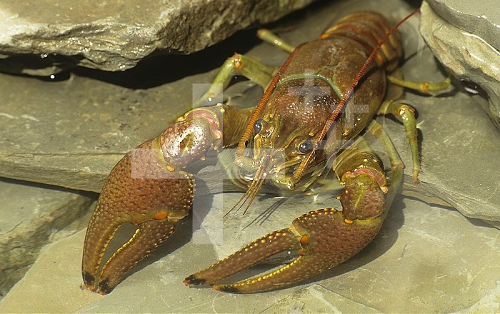 Rusty Crayfish in a rocky stream (Orconectes rusticus), North America.