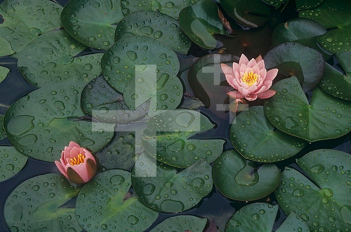 Water Lily flowers and floating leaves ,Nymphaea,.