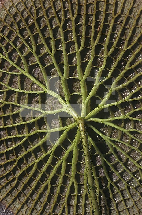 The underside of the Santa Cruz Water Lily leaf ,Victoria cruziana, Paraguay, South America.