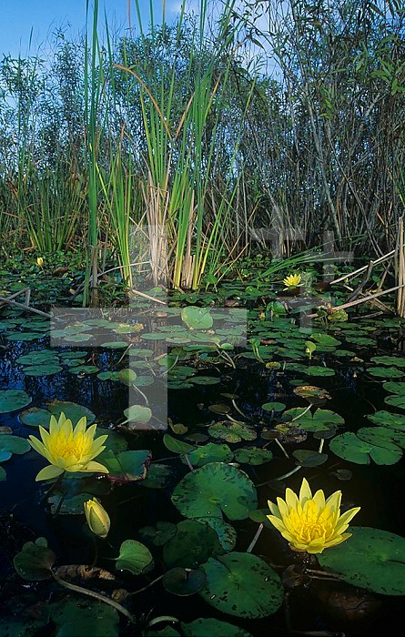 Pond edge habitat with Yellow Water Lilies (Nymphaea mexicana) and Cattails (Typha latifolia), Southern USA.