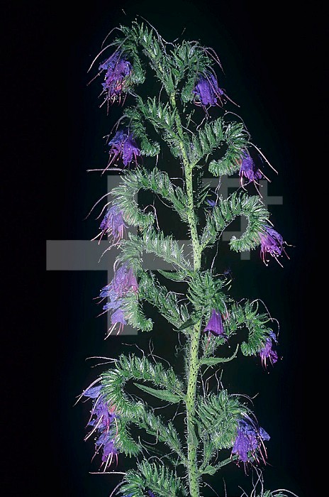 Blueweed or Vipers' Bugloss (Echium vulgare), an introduced noxious and invasive weed, Boraginaceae, North America.