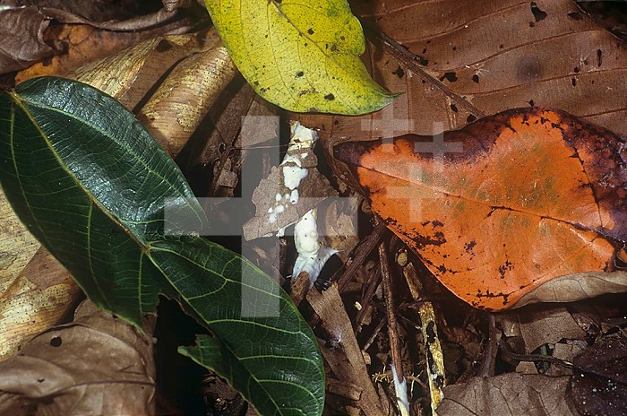 Decaying leaves on the floor of a tropical rainforest, Malaysia, Southeast Asia.