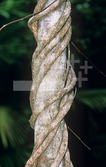Close-up of a liana vine on a tropical rainforest tree trunk.