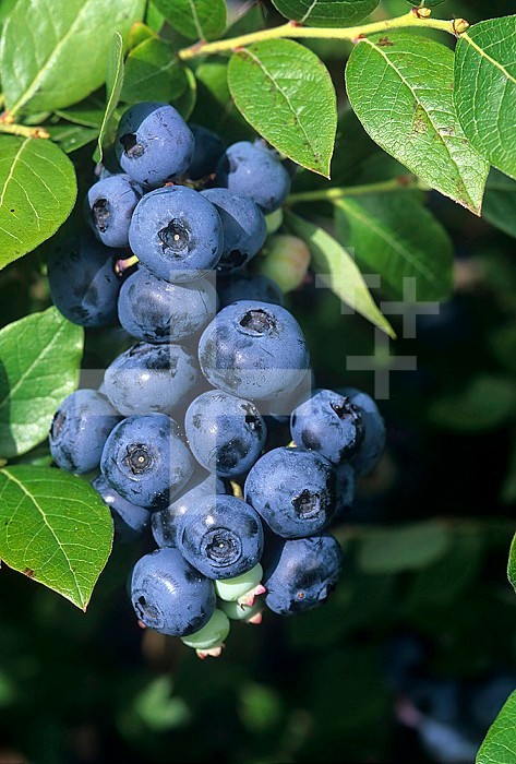 Blueberries, 'North Blue' variety.