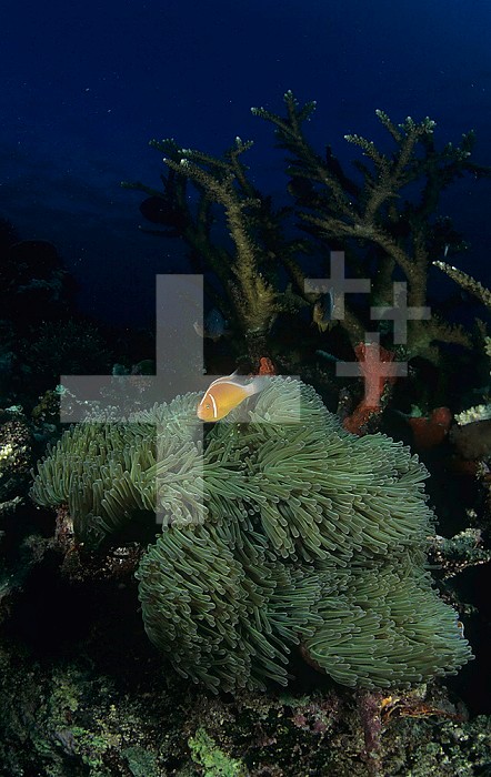 Coral reef scene in Fiji, with Anemonefish ,Amphiprion perideraion, Sea Anemones, and Hard Corals, Pacific Ocean.