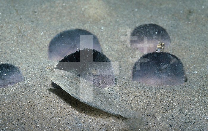 Sand Dollars on the sandy ocean floor (Dendraster excentricus), Eastern Pacific Ocean.