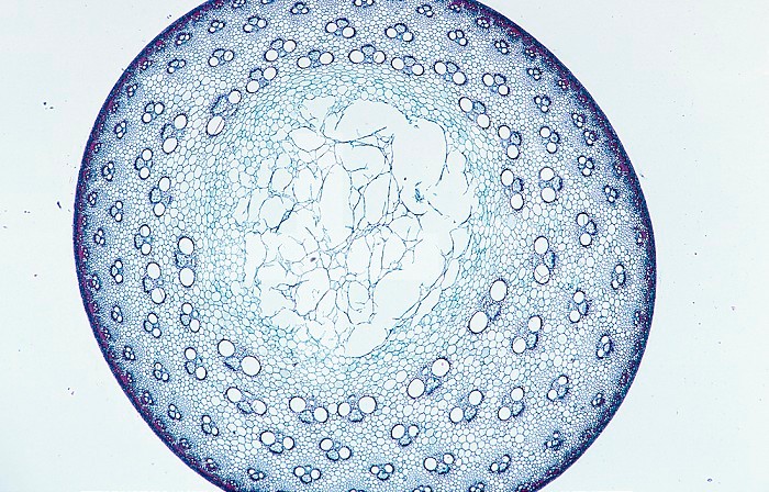 Cross-section of a stem of the Hedge Bamboo (Bambusa), a monocot. LM X5.