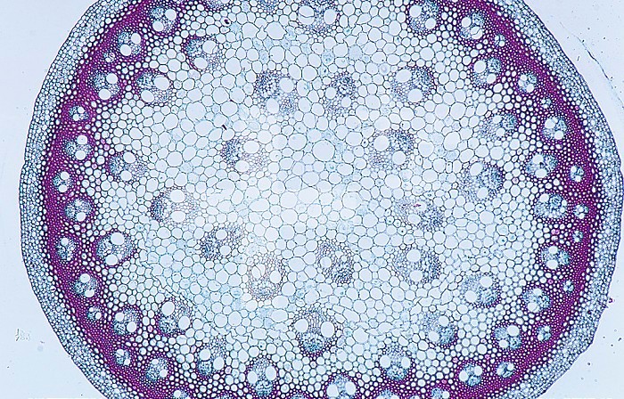 Cross-section of a mature stem of the Carrion Flower (Smilax), a monocot. LM X9.