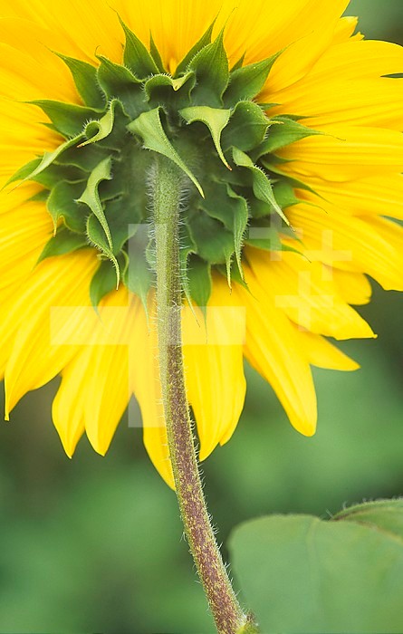 Sepals and the underside of the petals of the Sunflower (Helianthus annuus).
