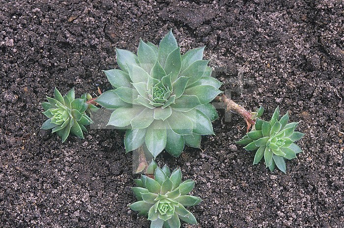 Vegetative or asexual reproduction by a Hens-and-Chicks plant (Sempervivum).