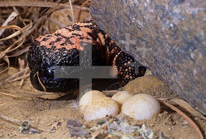 Gila Monster ,Heloderma suspectum, approaching eggs in a nest, Southwestern North America.