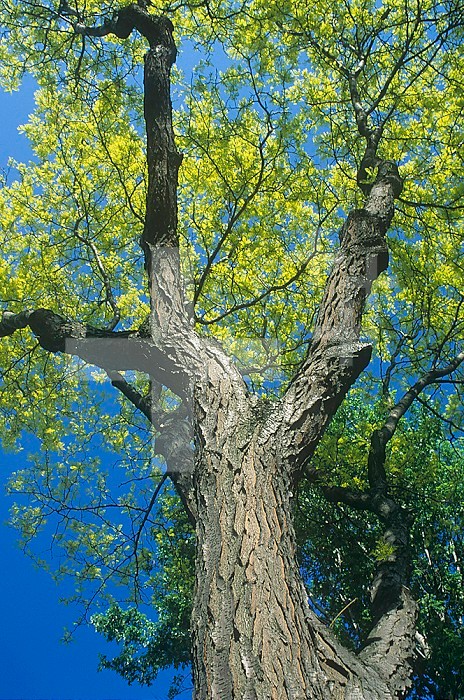 Skyward look at Honey Locust tree with spring leaves exposed to sunlight for photosynthesis ,Gleditsia triacanthos,, Eastern North America.