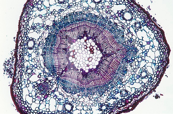 Cross-section of a young Douglas Fir (Pseudotsuga taxifolia) stem. LM X15.