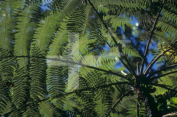 Sunshine through the fronds of Tree Ferns, Costa Rica.