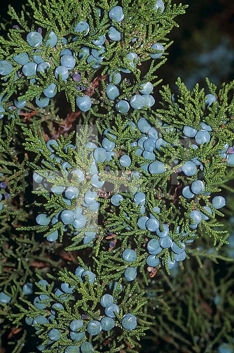 Utah Juniper leaves and cones ,Juniperus osteosperma,, Southwestern North America.