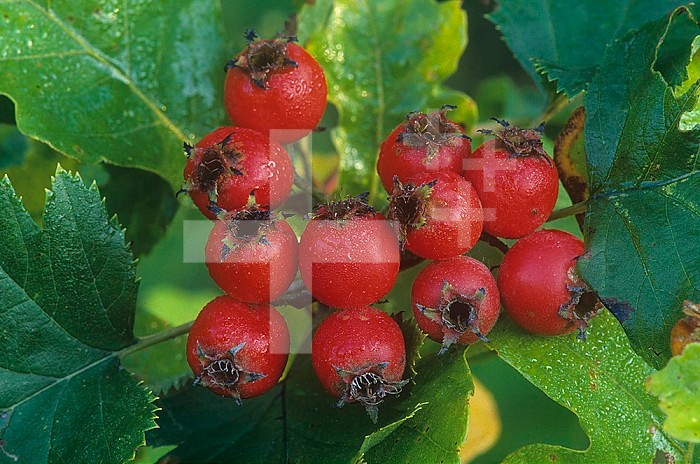 Hawthorn fruits ,Crataegus,, North America.