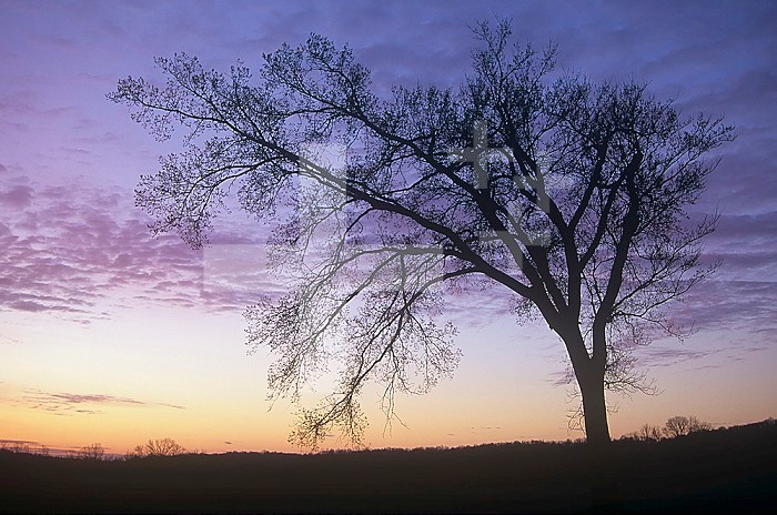 American Elm at twilight, showing the winter branching pattern of a deciduous tree (Ulmus americana), North America.
