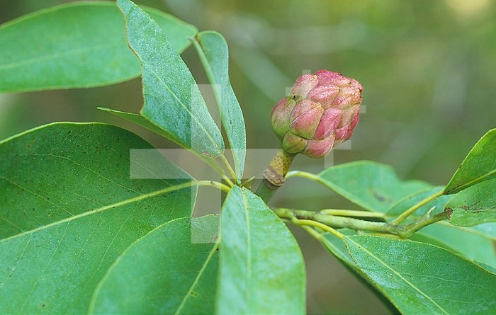 Sweetbay Magnolia immature seed pod ,Magnolia virginiana, Eastern North America.