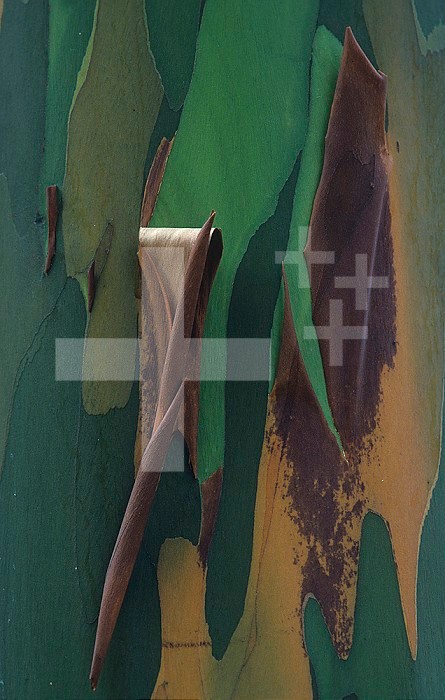Close-up of Rainbow Eucalyptus tree bark ,Eucalyptus deglupta,, Australia.
