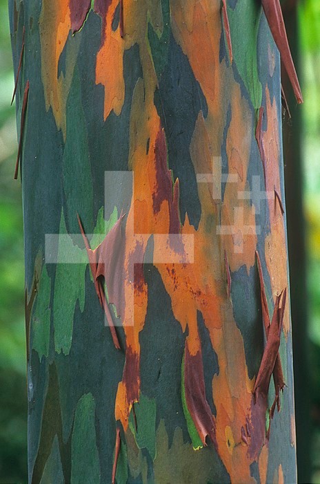 Close-up of Rainbow Eucalyptus tree bark (Eucalyptus deglupta), Australia.