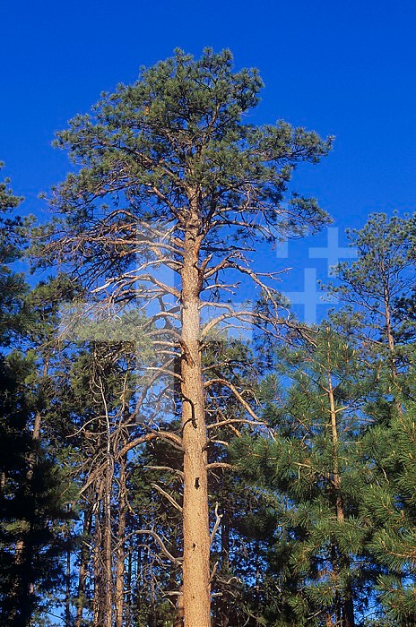 Ponderosa Pines (Pinus ponderosa), Western North America.
