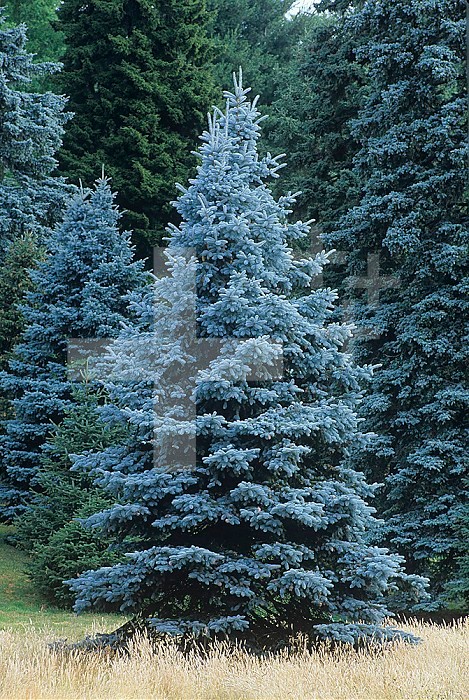 Colorado Blue Spruce (Picea pungens), Colorado State Tree, USA.