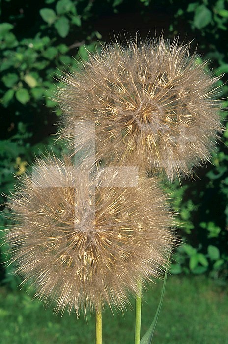 Goatsbeard seed heads about to be dispersed by the wind (Tragopogon pratensis), North America.