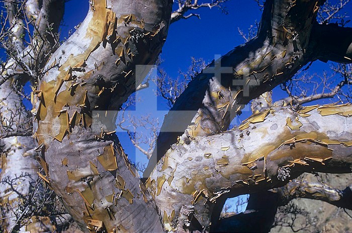 Elephant Tree bark ,Bursera microphylla,, Baja California, Mexico.