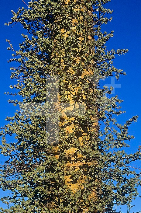 Boojum or Cirio Tree ,Idria columnaris, Baja California, Mexico.