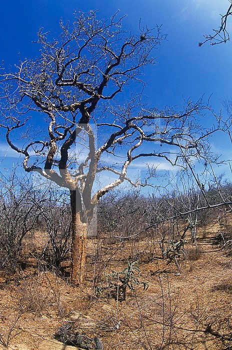 Elephant Tree (Bursera microphylla), Baja California, Mexico.
