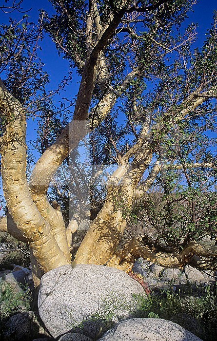 Elephant Tree ,Bursera microphylla,, Sonoran Desert, California, USA.