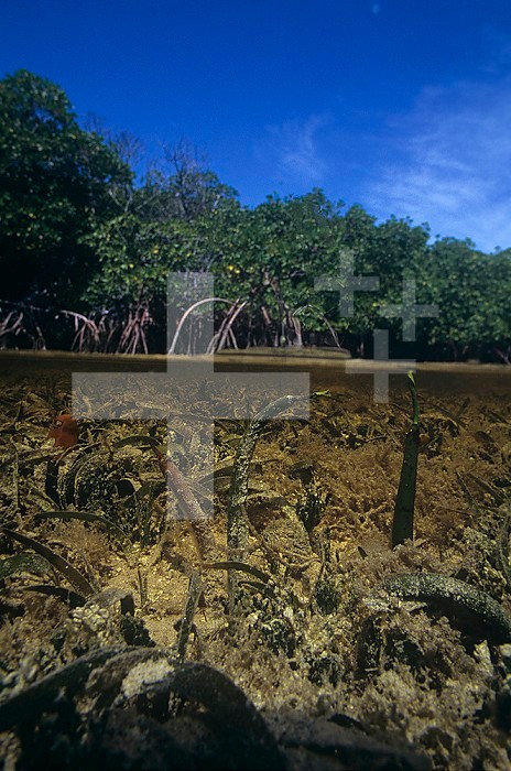 Above water view of Red Mangroves and their prop roots and underwater view of their propagules and seedlings taking root (Rhizophora mangle), Florida, USA.