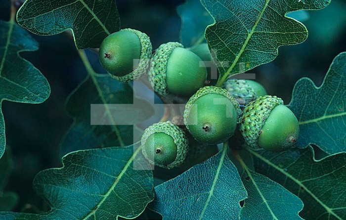 Gambel Oak tree leaves and acorns ,Quercus gambelii, Southwestern North America.