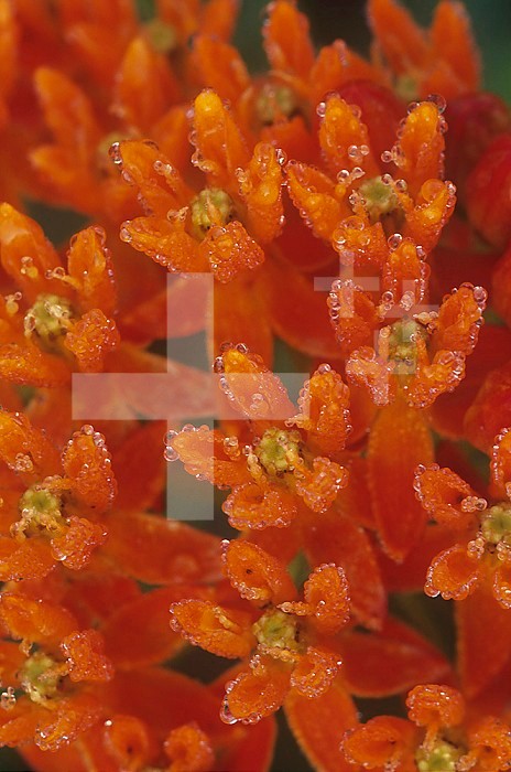 Butterfly Weed ,Asclepias tuberosa,, North America.