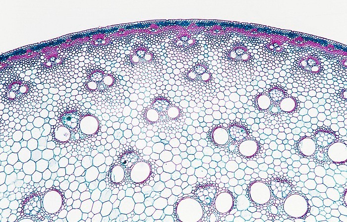Cross-section of a Bamboo stem showing vascular bundles (Bambusa), a monocot. LM X15.