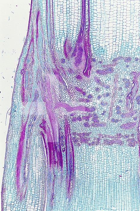 Longitudinal section of a Corn stem showing a node (Zea mays), a monocot. LM X5.