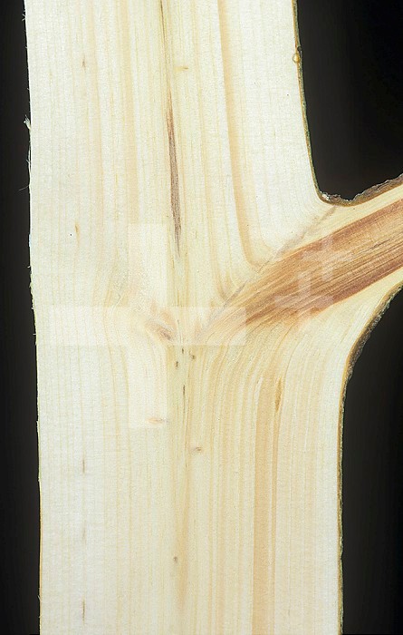 Longitudinal section of an Eastern White Pine trunk and side branch (Pinus strobus), showing bark, vascular cambium, annual rings, and heartwood, Eastern USA.