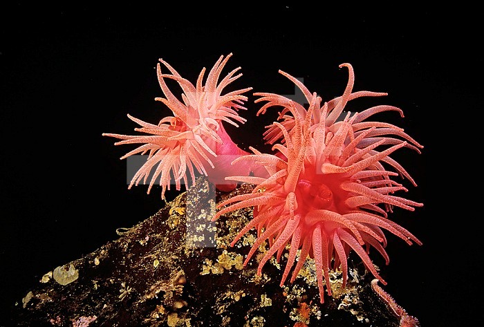 Crimson Sea Anemones ,Cribrinopsis fernaldi, Pacific Coast of Northwest North America.